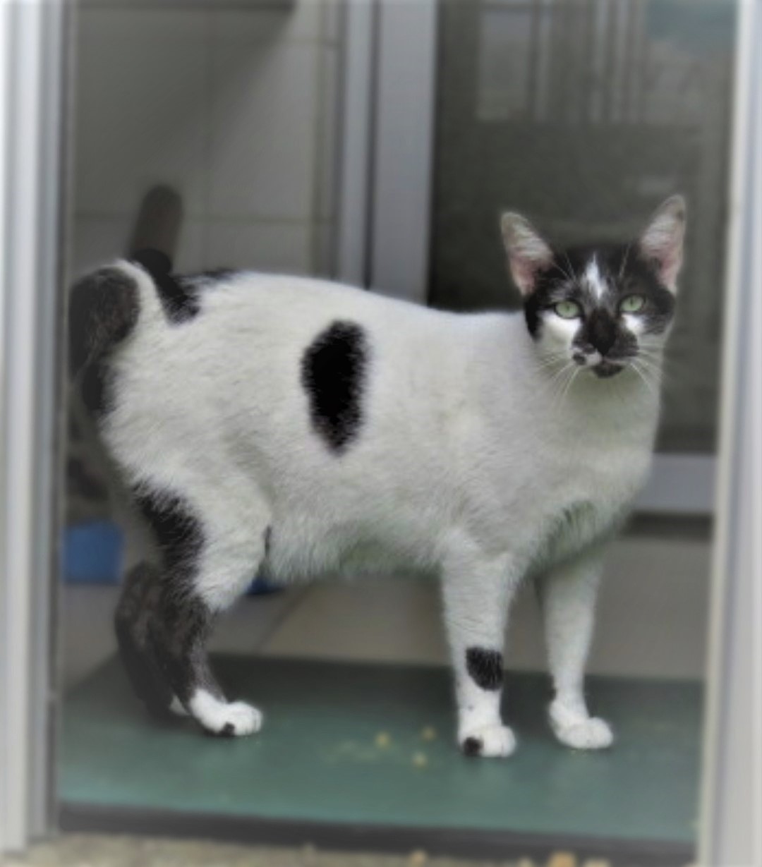 #PraCegoVer: Fotografia do gatinho Dino. Ele é branco e tem algumas manchas mais escuras. 